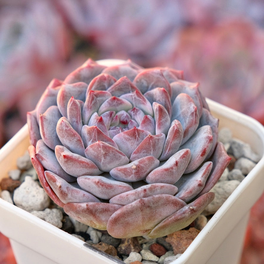 Echeveria Pink Jenny Korean Succulent Plant