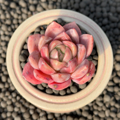Echeveria Organic Purple Korean Succulent Plant