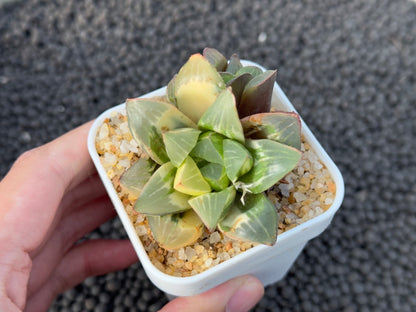 Variegated Haworthia Retusa Imported Succulent Plant