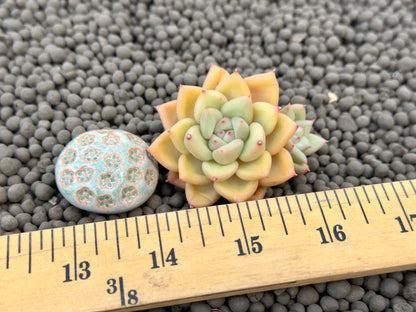 Echeveria JC van Keppel Korean Succulent Plant