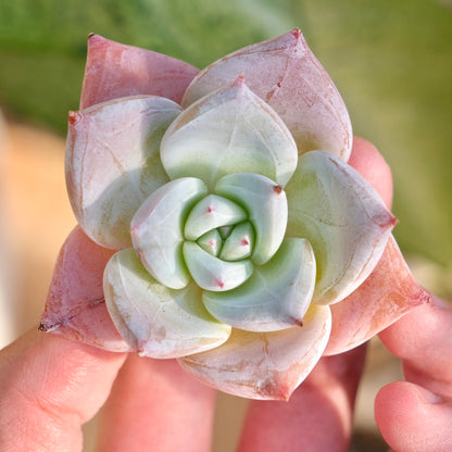 Echeveria Ice Muscle Korean Succulent Plant