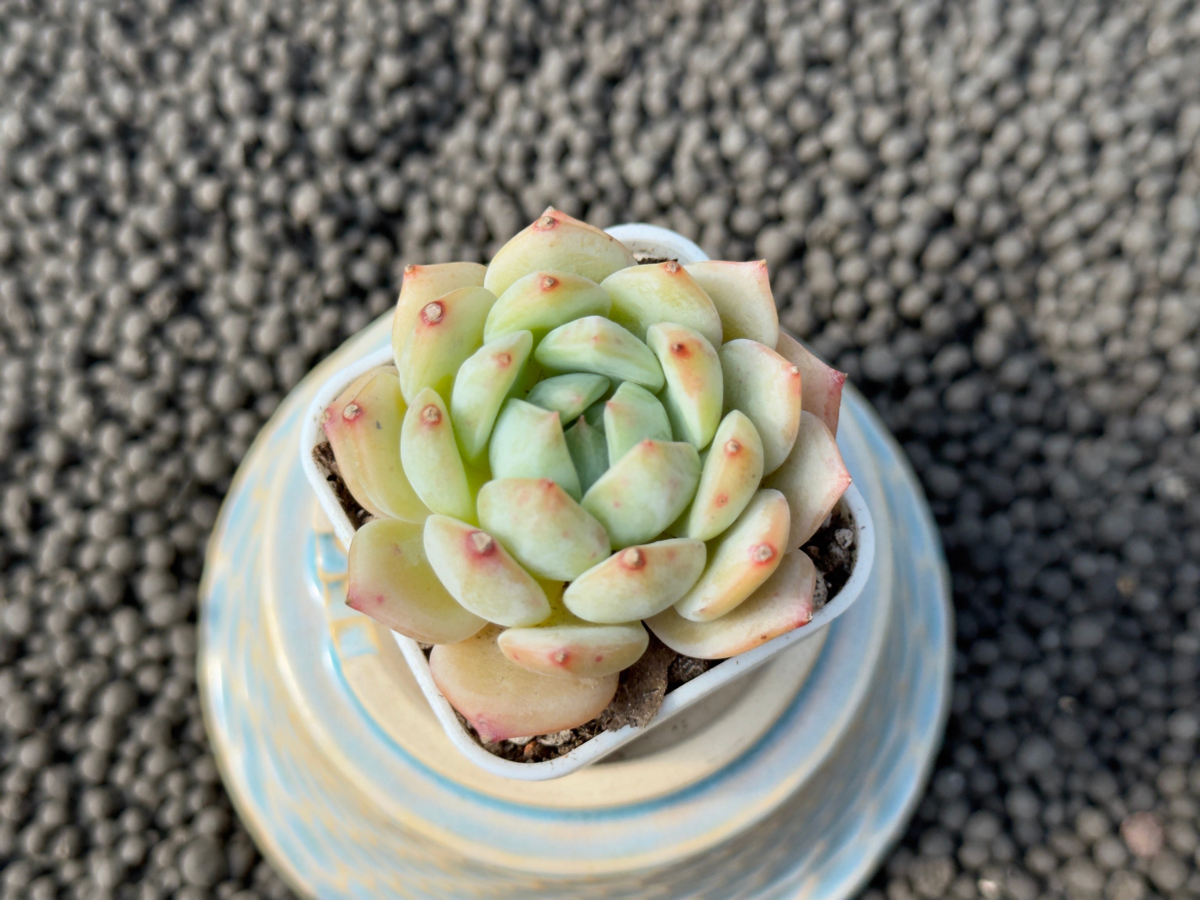 Echeveria Lemon Jelly Imported Succulent Plant