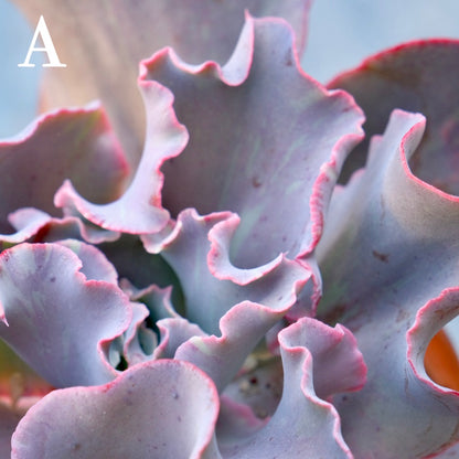 Variegated Echeveria Fury - Rare hybrid - A