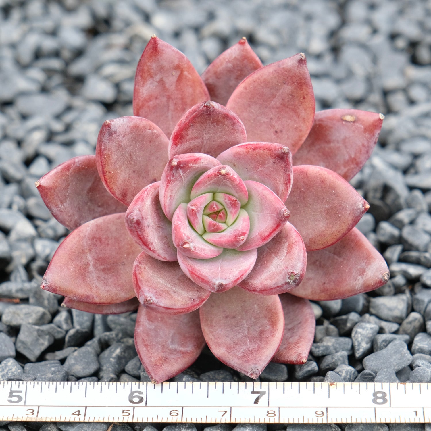 Echeveria Red Sun Imported Succulent Plant
