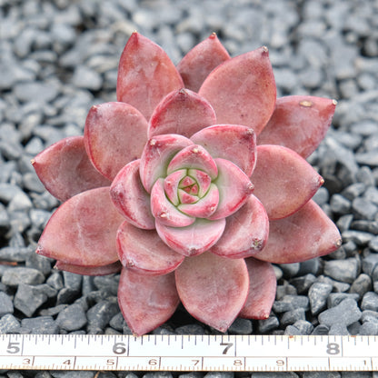 Echeveria Red Sun Imported Succulent Plant