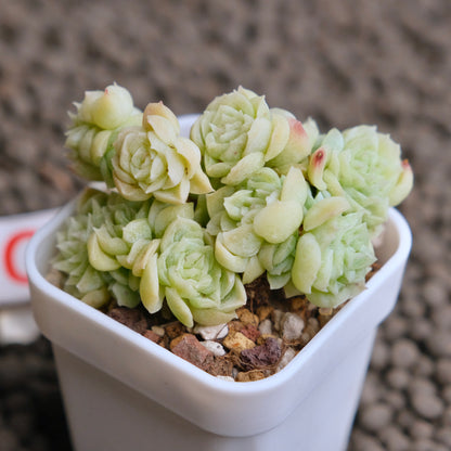 Echeveria Etrial (Korean Malgan cluster) Korean Succulent Plant - C