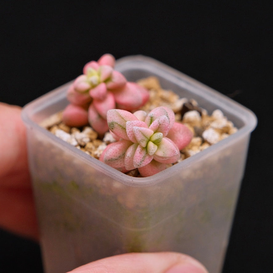 Variegated Crassula deltoidea babies Korean Succulent Plant