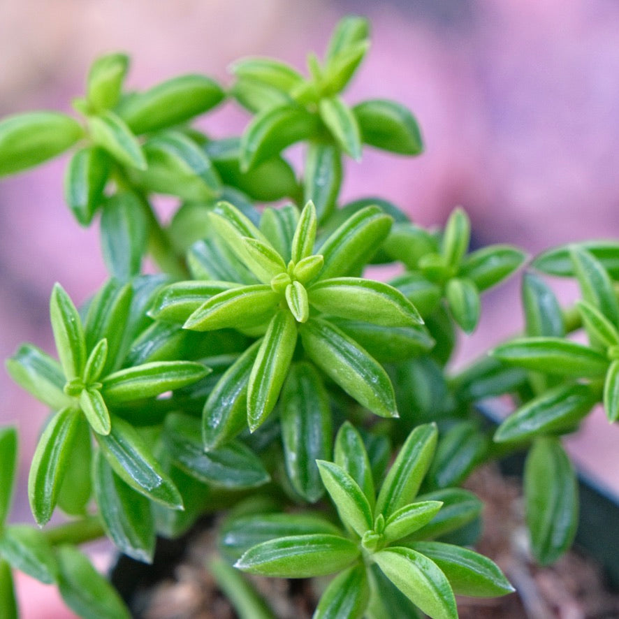 Peperomia axillaris Succulent Plant