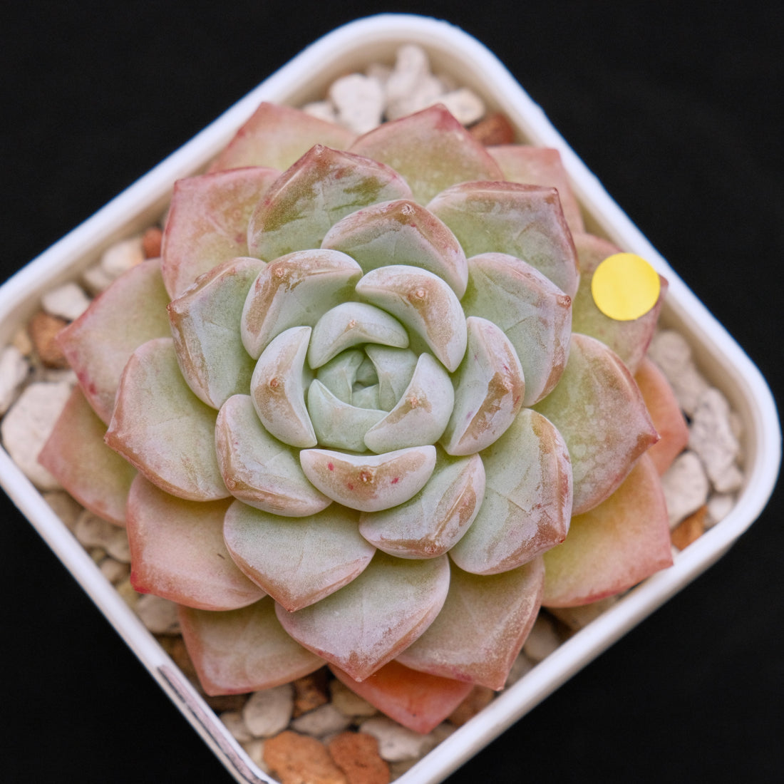 Echeveria Pink Spot Korean Succulent Plant