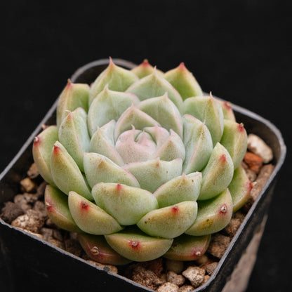 Echeveria Mario Korean Succulent Plant