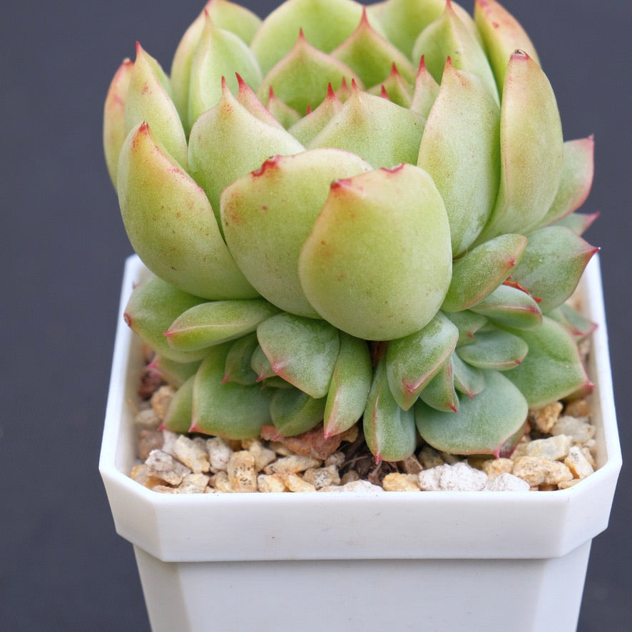 Echeveria agavoides hybrid Succulent Plant