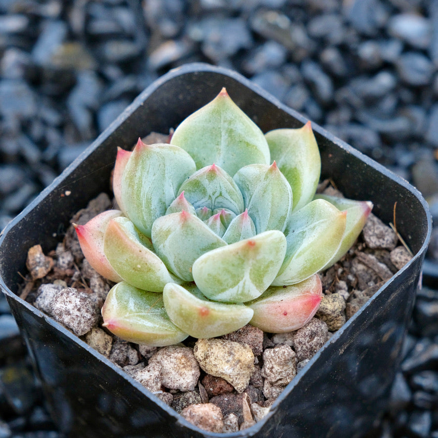Echeveria Orange Icicle Korean Succulent Plant