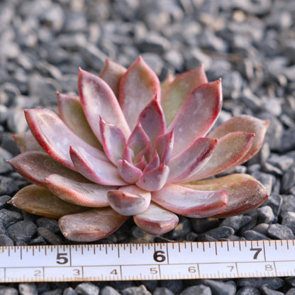 Echeveria Black Zaragoza Korean Succulent Plant Changhee hybrid