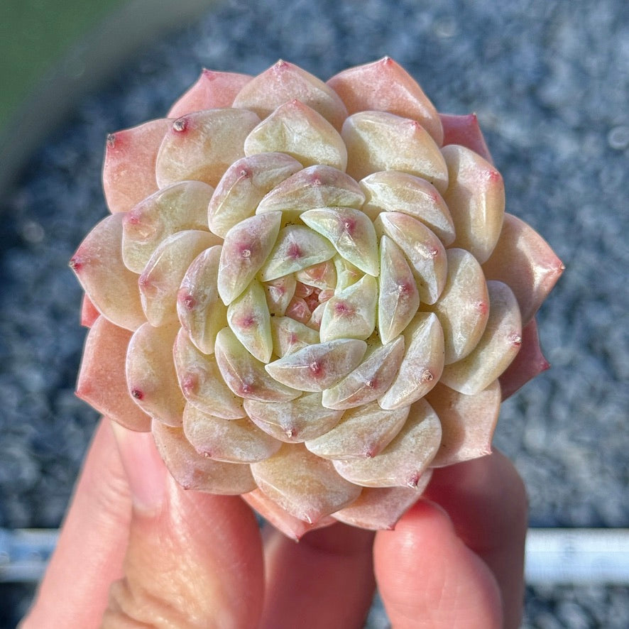 Echeveria Amber Succulent Plant B