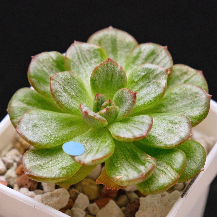 Variegated Echeveria Chris Boney Korean Succulent Plant