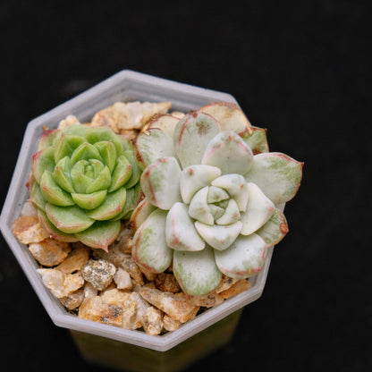 Variegated Echeveria Tango and Crystal Cream baby Korean Succulent Plant