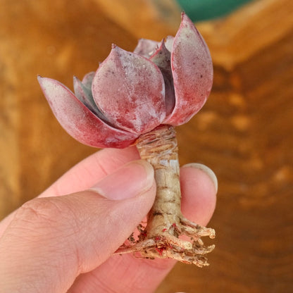 Echeveria Anything Korean Succulent Plant