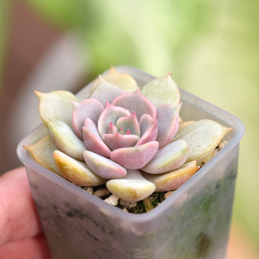 Echeveria Pink Floyd Korean Succulent Plant