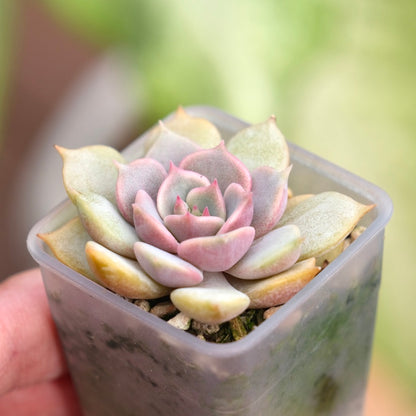 Echeveria Pink Floyd Korean Succulent Plant