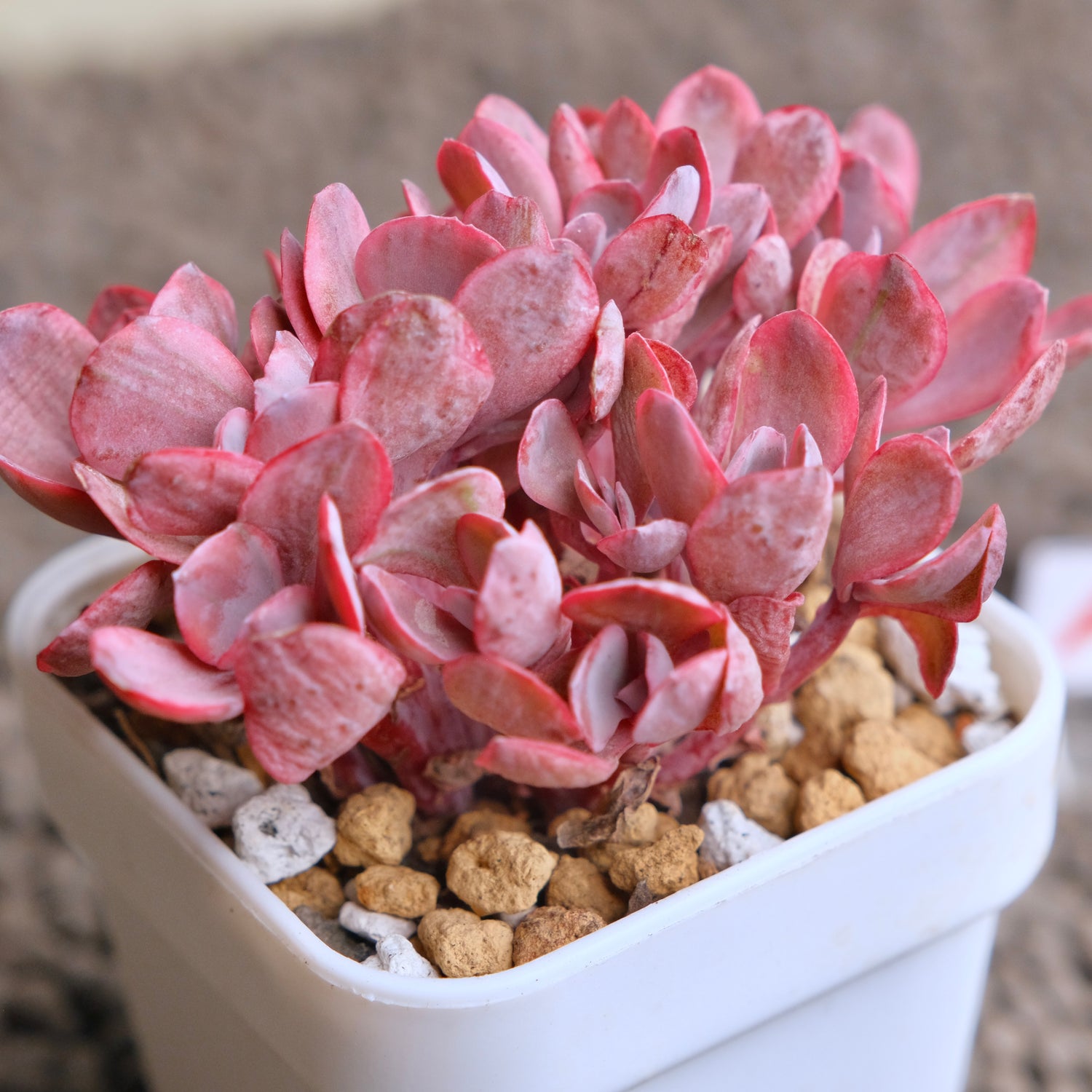 angel wings succulent Crested Echeveria Angel Wings variegated Korean Succulent Plant