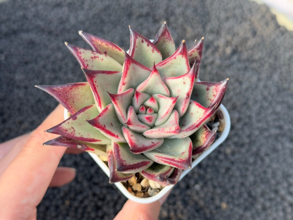 Echeveria Redkus Korean Succulent Plant