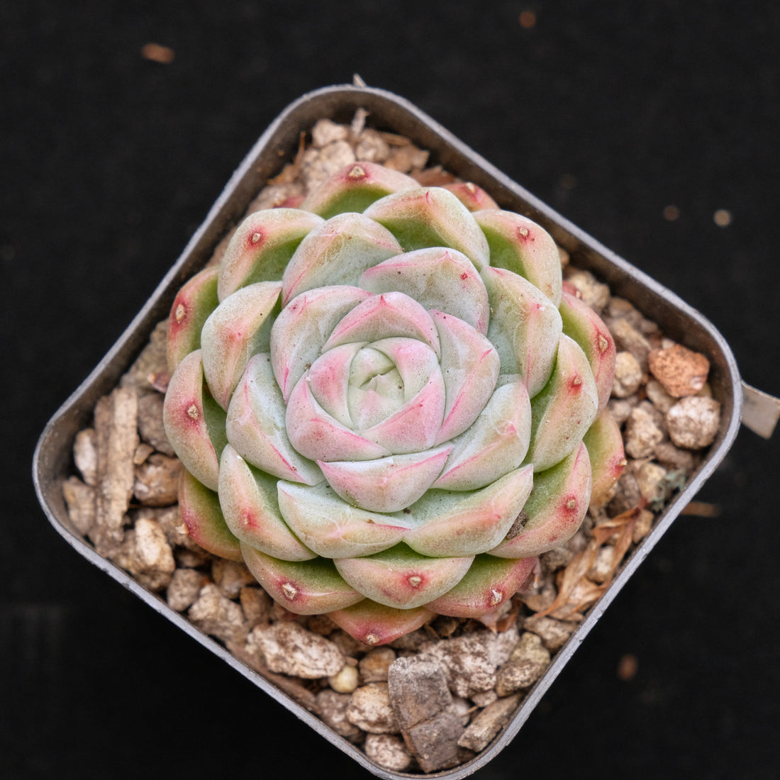 Echeveria Crystal Cream Korean Succulent Plant