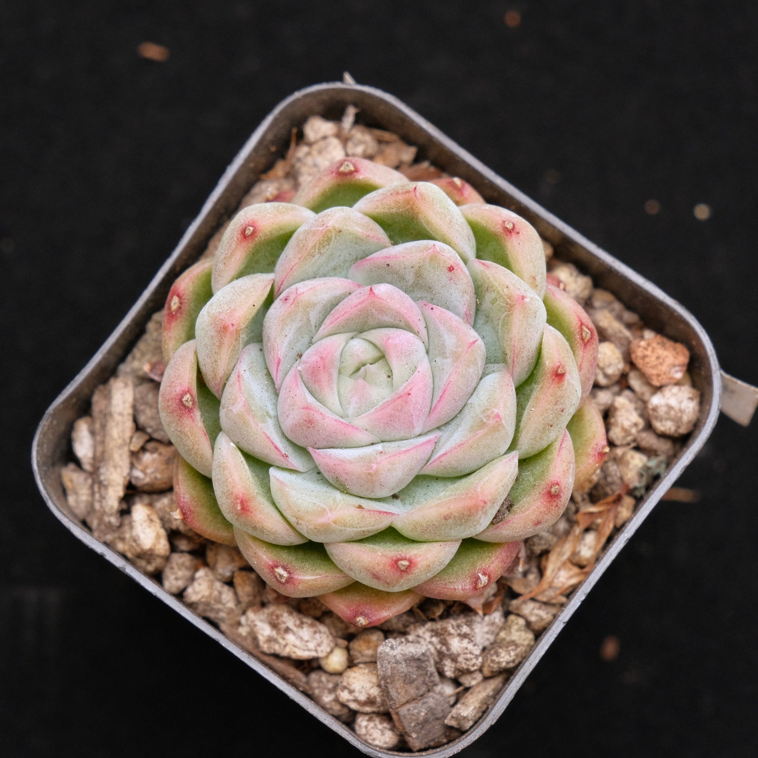 Echeveria Crystal Cream Korean Succulent Plant