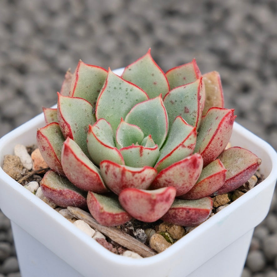 Echeveria Mignon Korean Succulent Plant Hwaga Hybrid