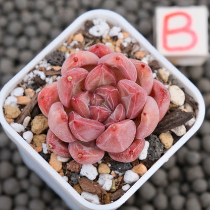 Echeveria Banksy Korean Succulent Plant Hwaga Hybrid