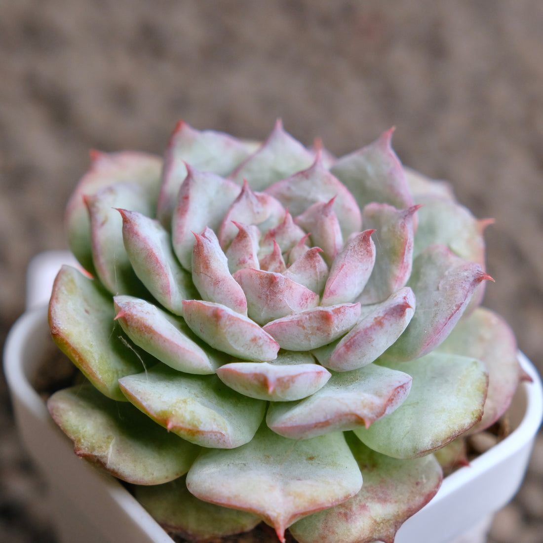 Echeveria Cherry Blossom (changhee hybrid) Korean Succulent Plant - B