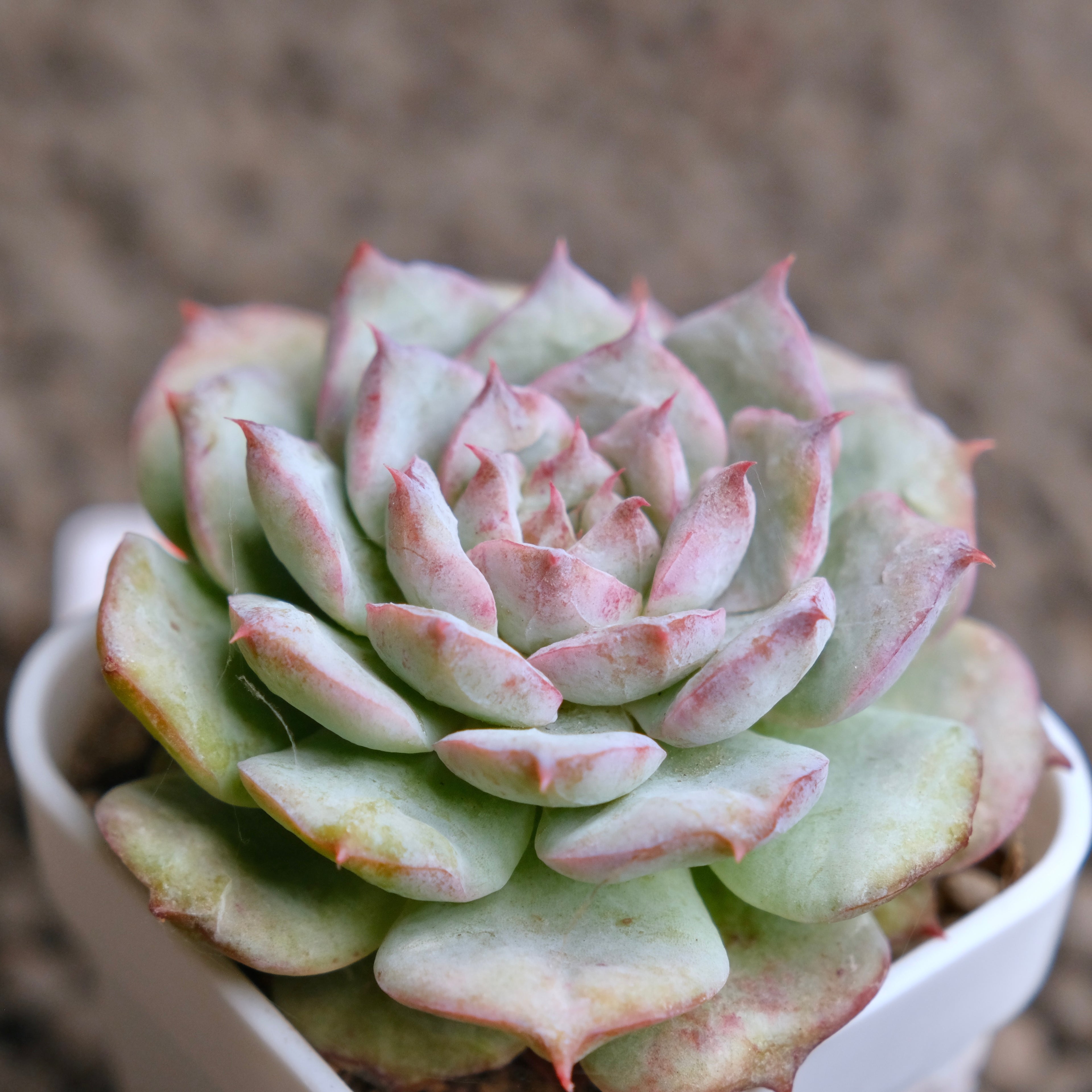 Echeveria Cherry Blossom (changhee hybrid) Korean Succulent Plant - B
