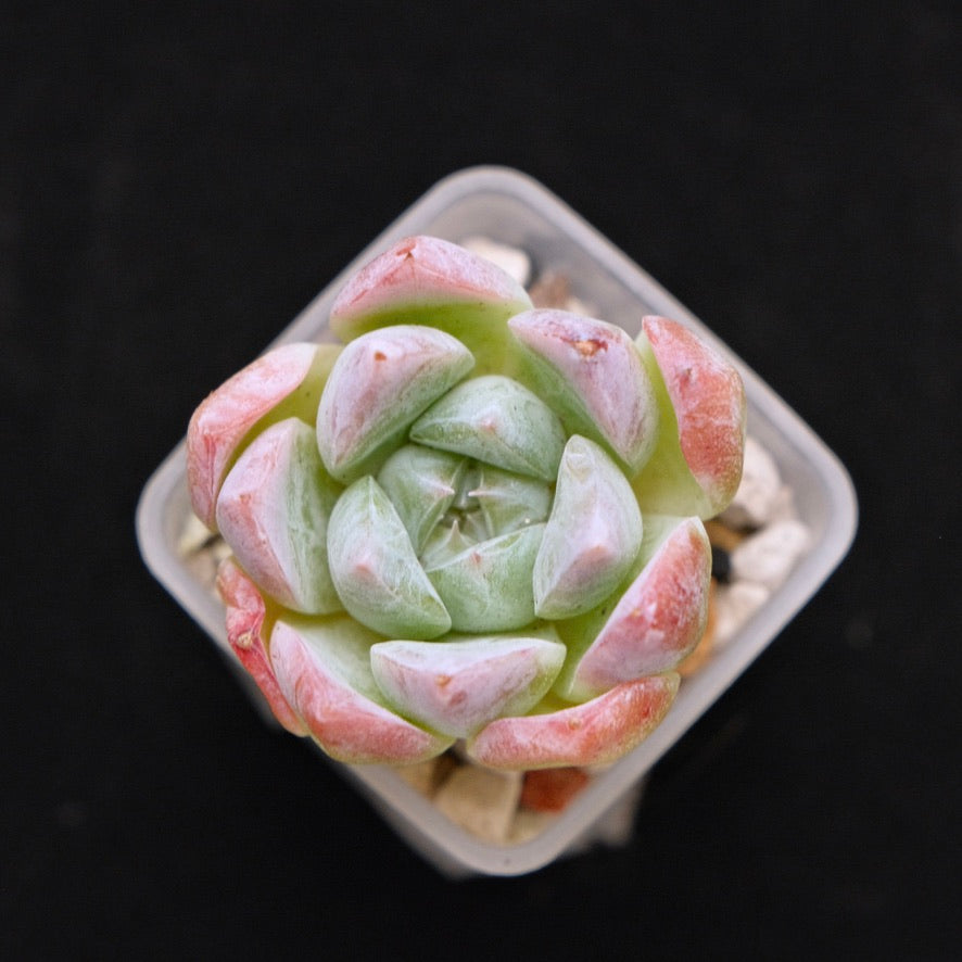 Echeveria laui hybrid Korean Succulent Plant