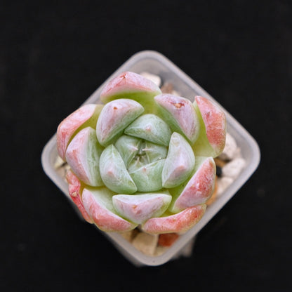 Echeveria laui hybrid Korean Succulent Plant