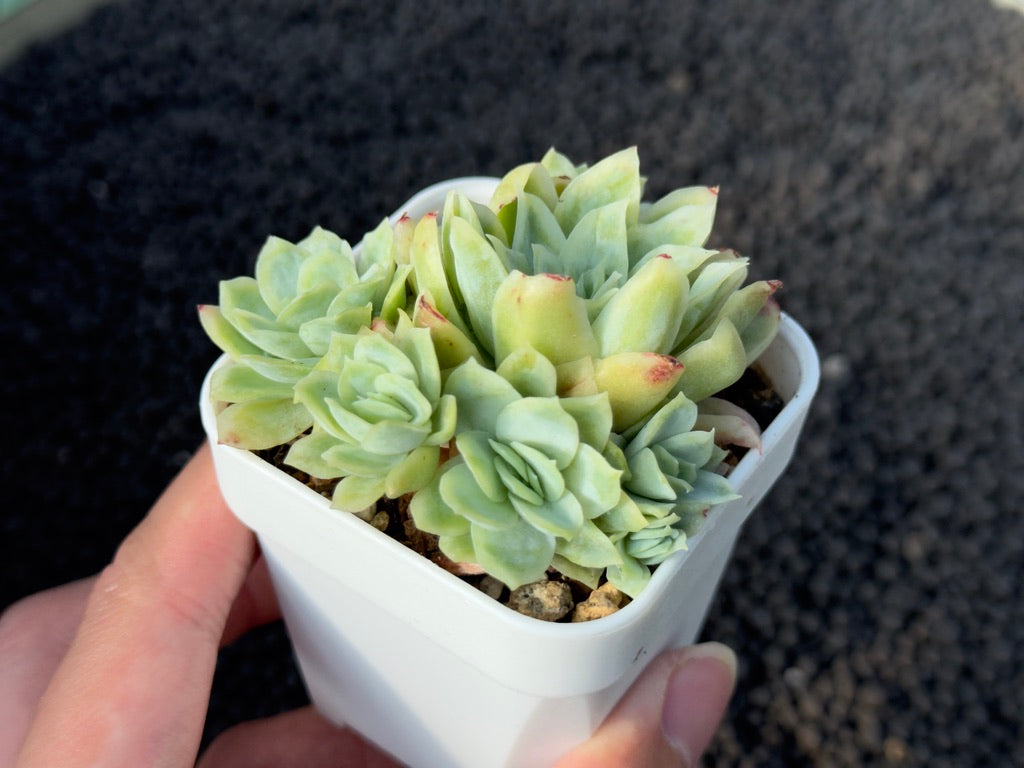 Monstrose Echeveria Rose Queen Imported Succulent Plant