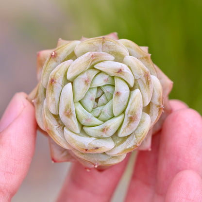 Echeveria Pure Love Korean Succulent Plant Changhee hybrid