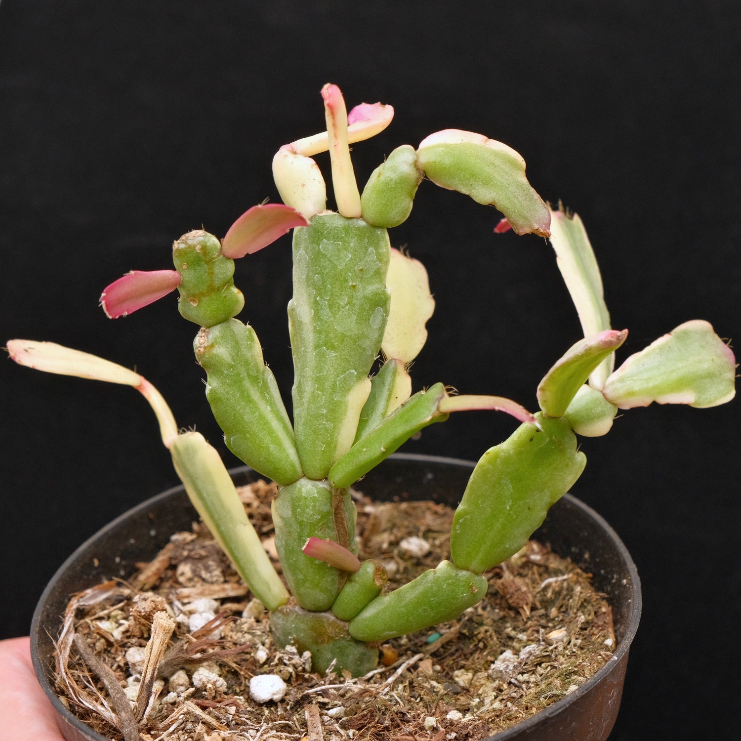 Variegated Christmas Cactus Succulent Plant