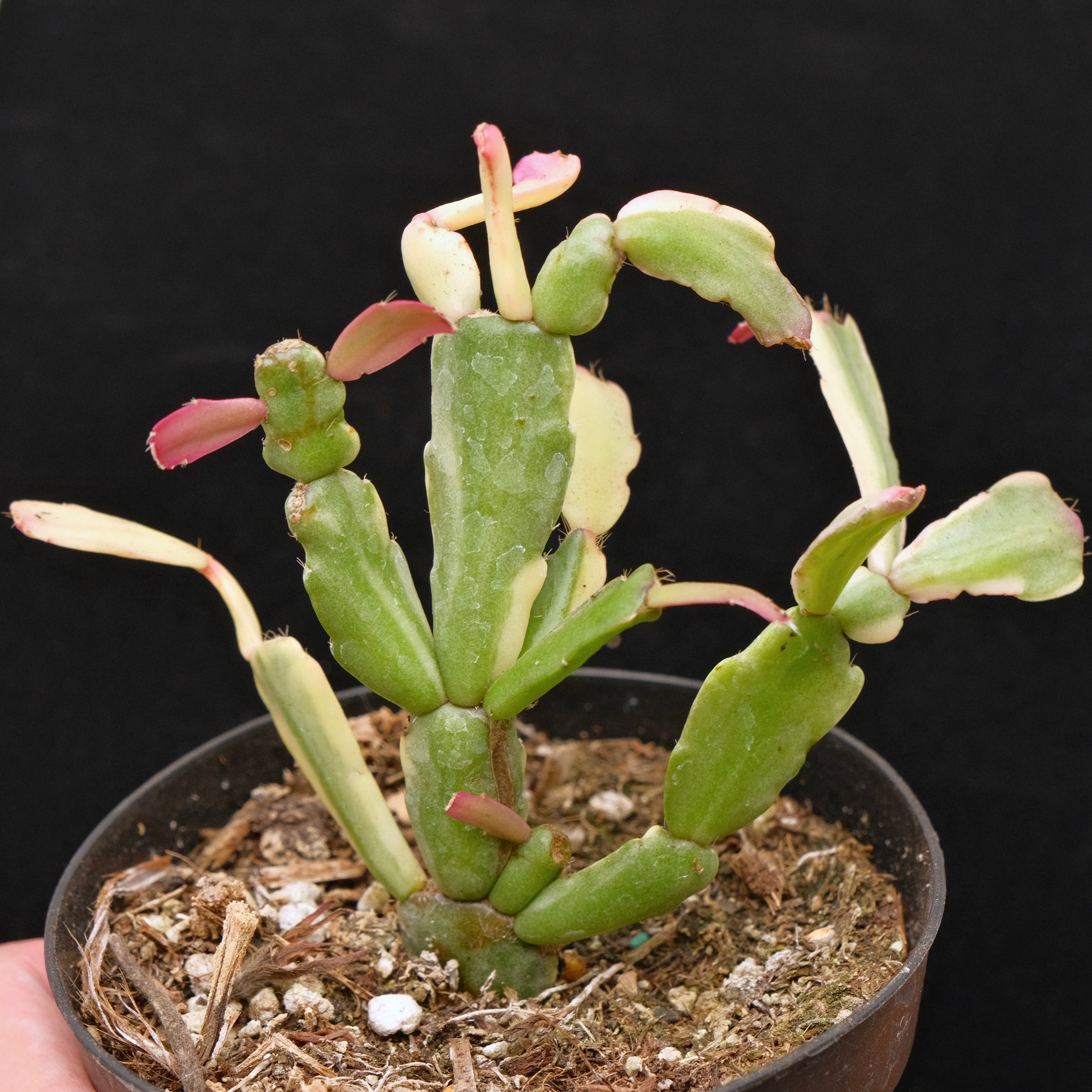 Variegated Christmas Cactus Succulent Plant