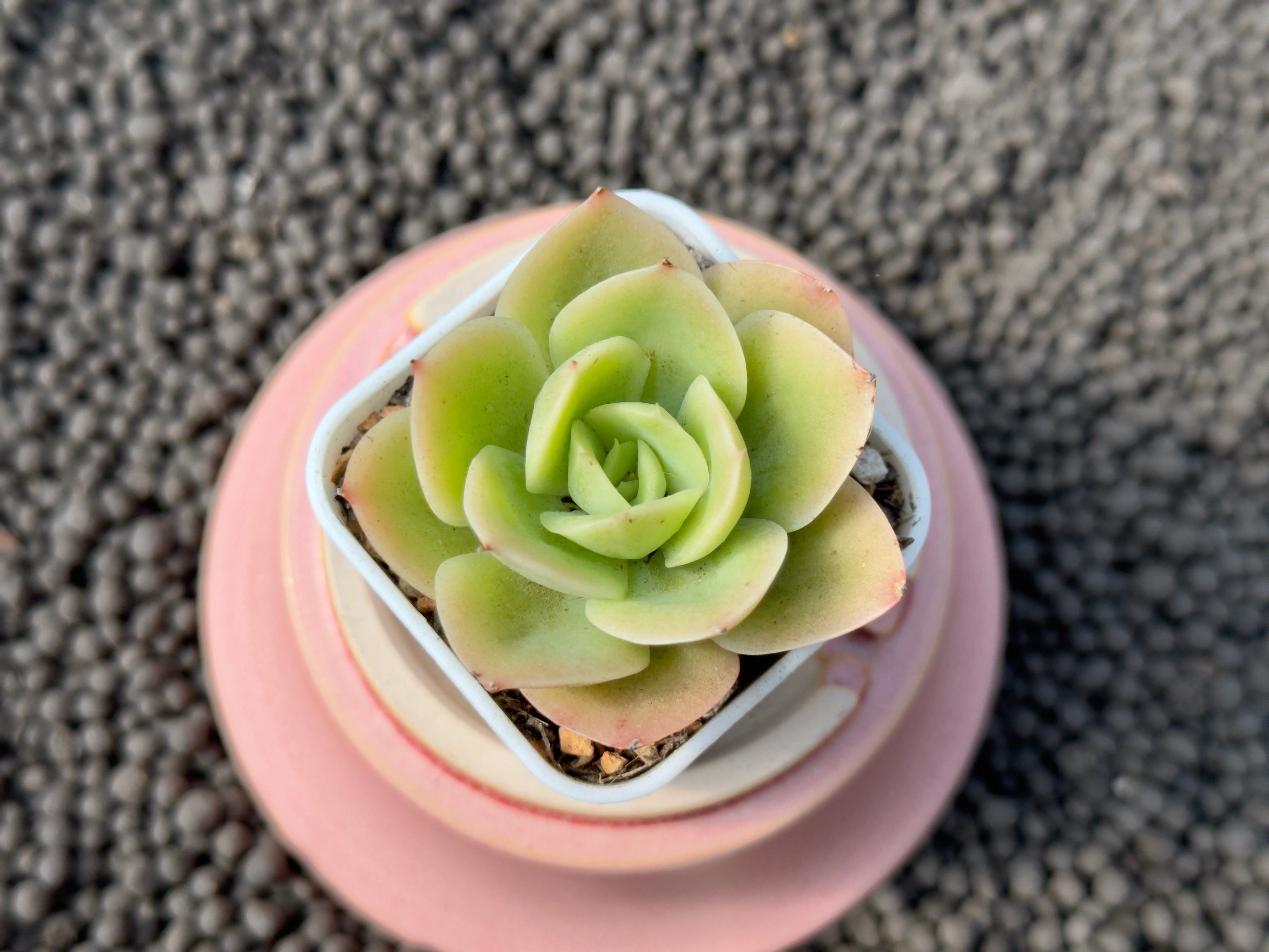 Echeveria Arenas Korean Succulent Plant