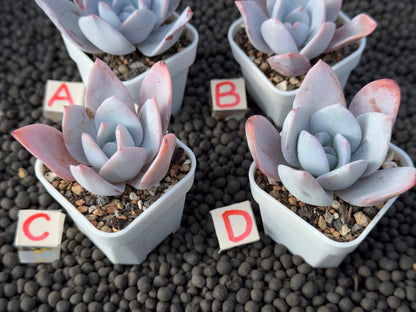 Echeveria White Lotus Imported Succulent Plant