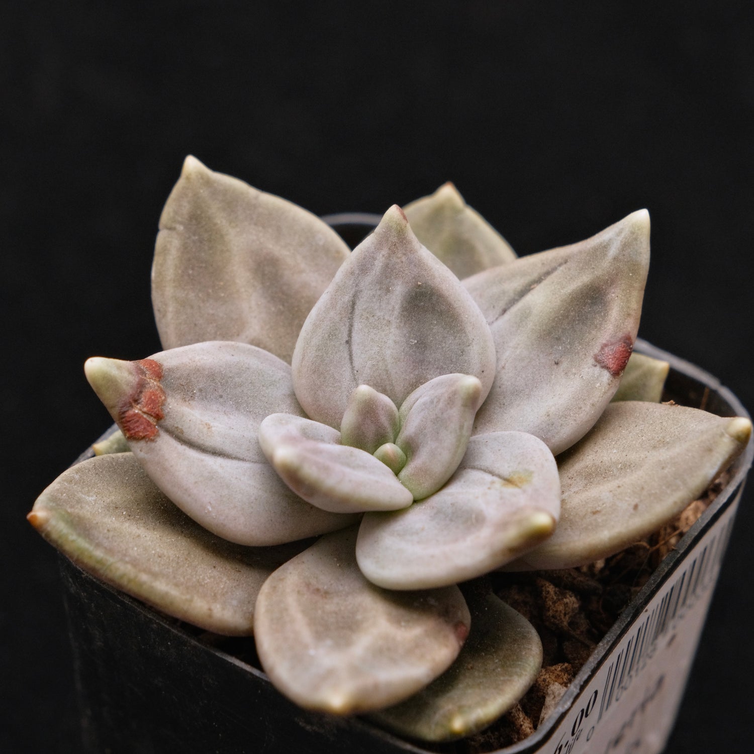 Echeveria xichuensis Korean Succulent Plant