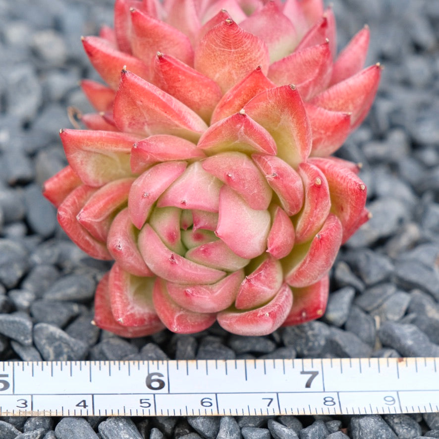 Echeveria Floriditi Imported Succulent Plant