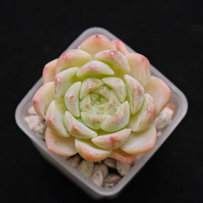 Echeveria Hyalina hybrid Imported Succulent Plant 海琳娜杂