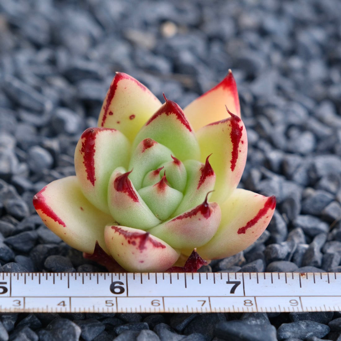 Echeveria agavoides hybrid Korean Succulent Plant
