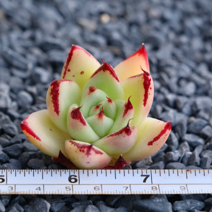 Echeveria agavoides hybrid Korean Succulent Plant