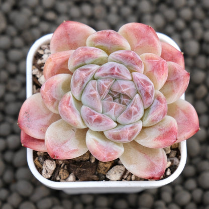 Echeveria Ice Soul Imported Succulent Plant
