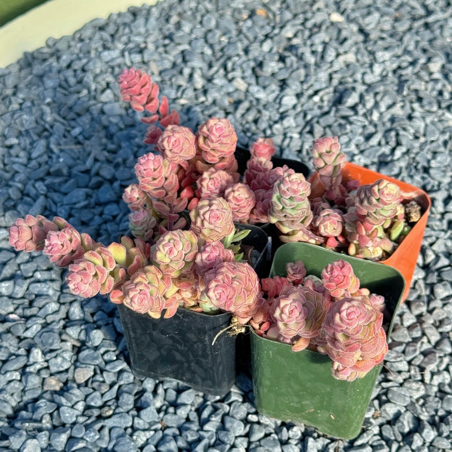 sedum versadense korean succulent Sedum Versadense Succulent Plant
