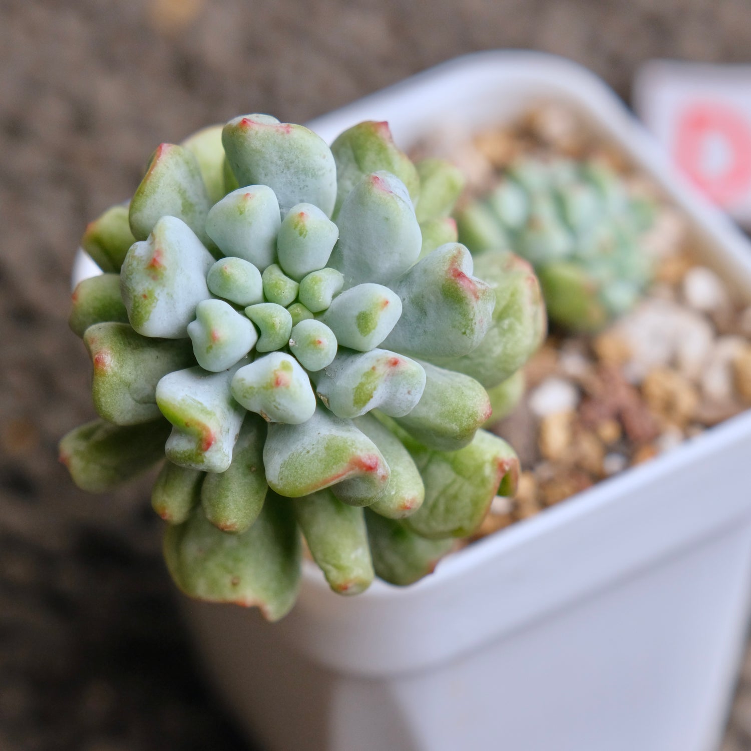 Sedeveria Pudge Finger cluster Imported Succulent Plant - D