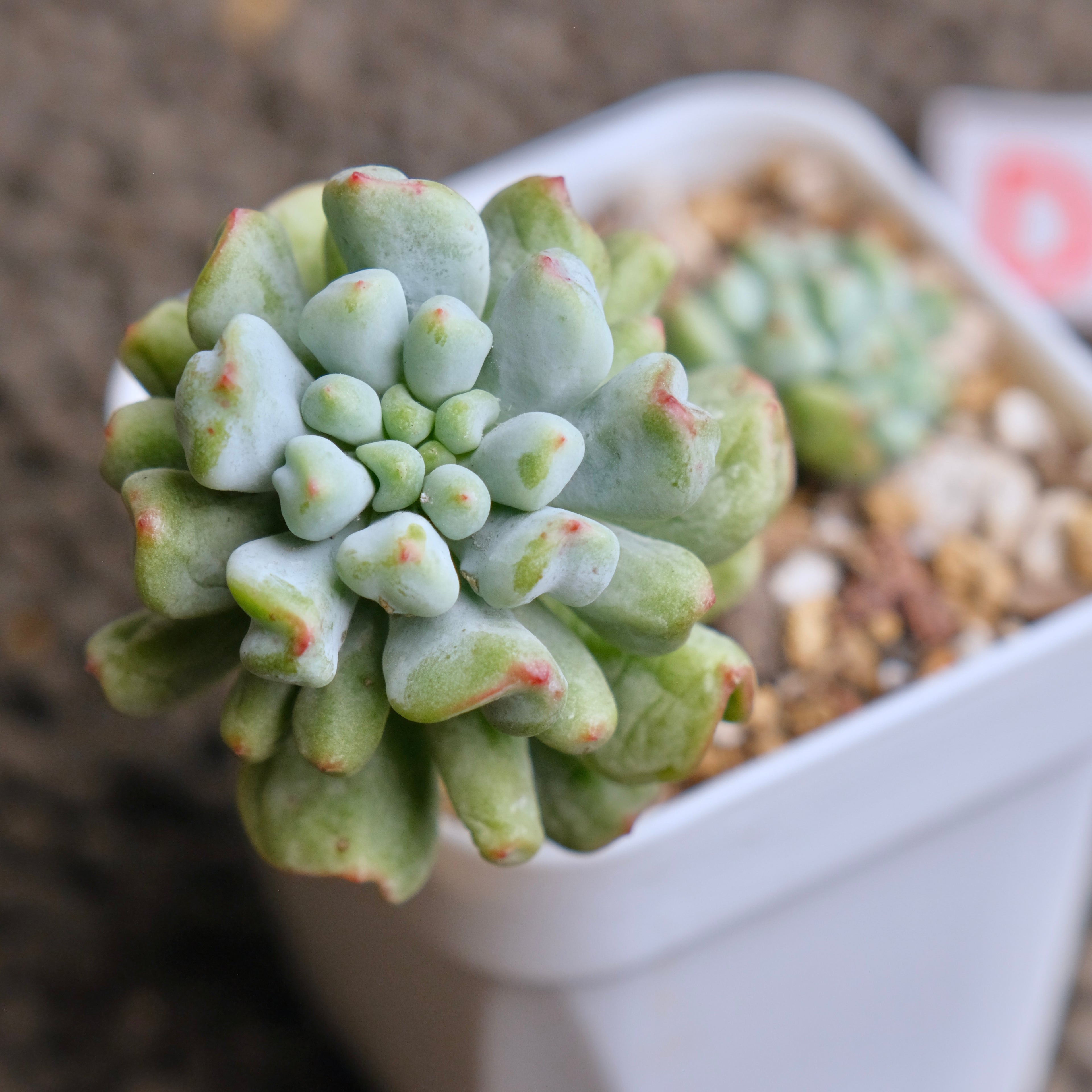 Sedeveria Pudge Finger cluster Imported Succulent Plant - D