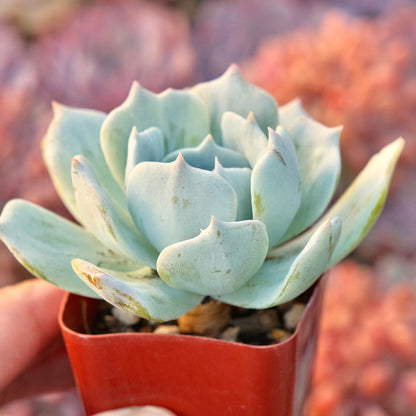 Monstrose Echeveria sp Succulent Plant