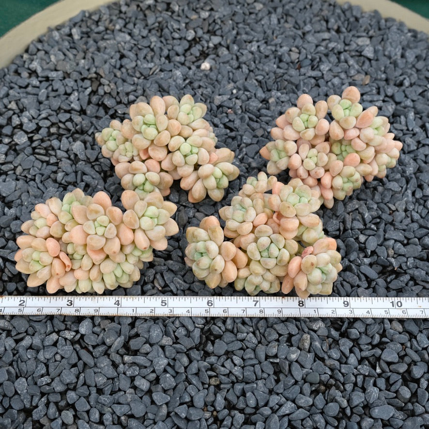 cheesecake succulent Graptosedum Cheesecake Imported Succulent Plant